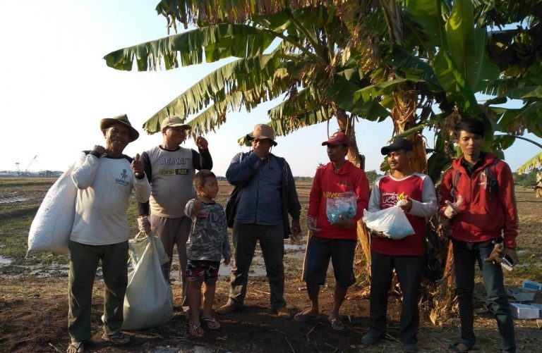 Pengumpanan Tikus Cara Efektif Kementan Amankan Produksi Padi