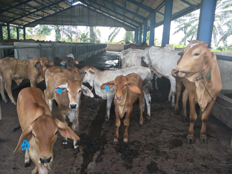Media Asing Sorot Bantuan Sapi Kementan Banyak Yang Mati, Ditjen PKH: Justru Populasi Meningkat