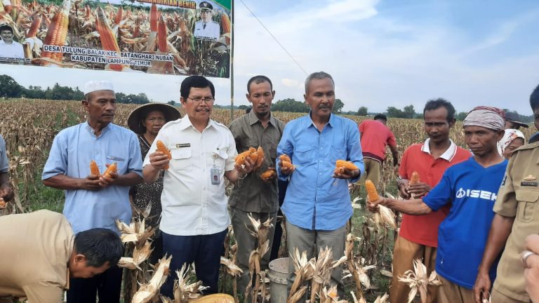 Berkat Program Korporasi Jagung, Lampung Timur Siap Jadi Sentra Benih