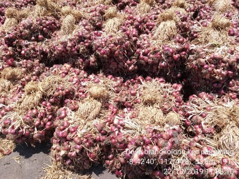 Mentan Syahrul Jamin Stok Bawang Merah Jelang Natal dan Tahun Baru Terpenuhi