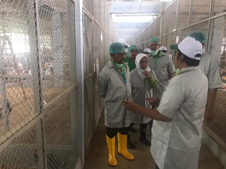 Mentan SYL Minta Ternak Unggulan Kementan Disebarluaskan untuk UMKM