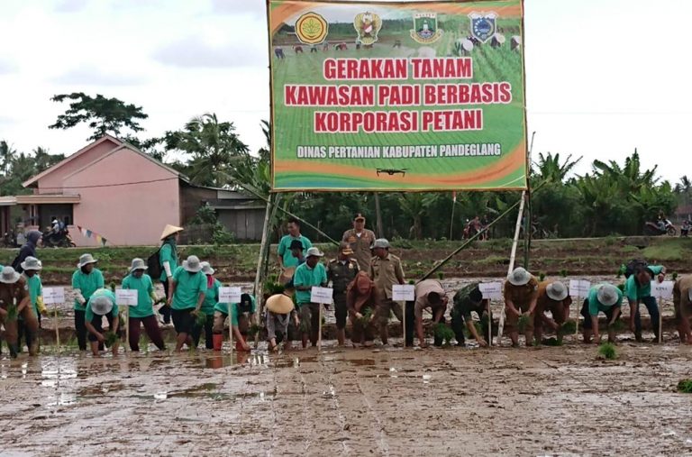 Kementan Dorong Gerakan Tanam pada Kawasan Korporasi Padi Pandeglang