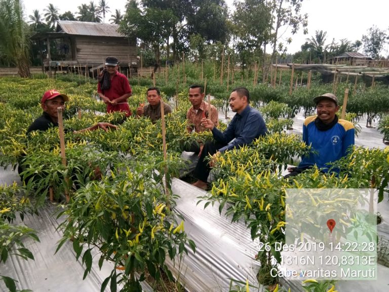 Kadistan Tolitoli Pastikan Stok Cabe Saat Tahun Baru Aman