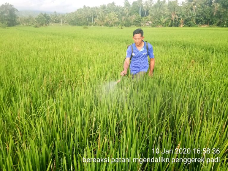 Cegah Hama Rusak Tanaman  Petani, Kadistan Tolitoli Intruksikan  Jajarannya Agar Tangani Dengan Cepat