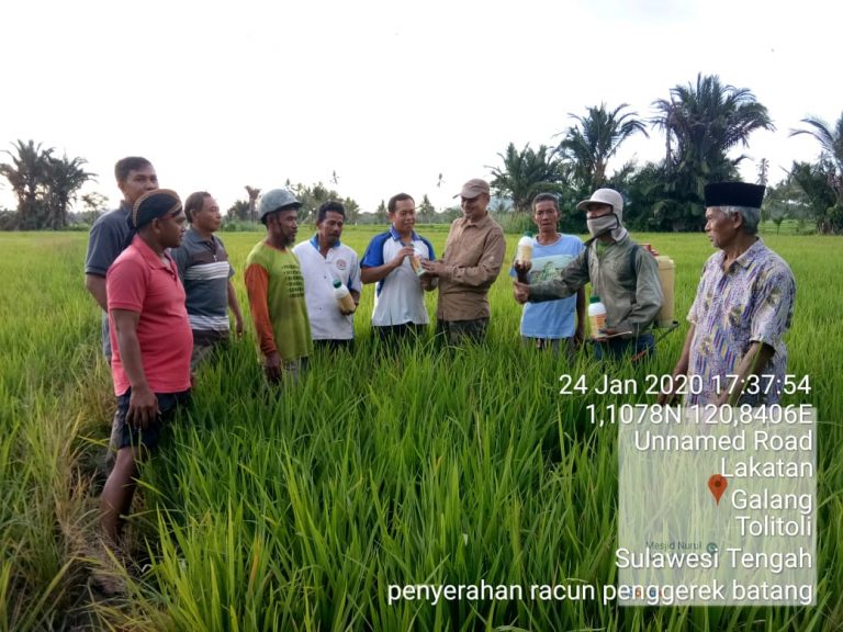 Kadistan Tolitoli Langsung Turun Lapangan Tinjau Tanaman Petani Yang Terkena Hama