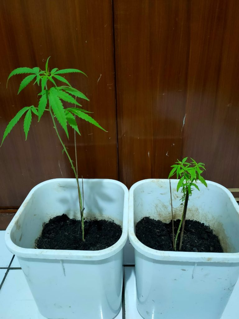 Kedapatan Bawa 9 Paket Shabu, Unit Reskrim Bojong Gede Bekuk Dua Pemuda