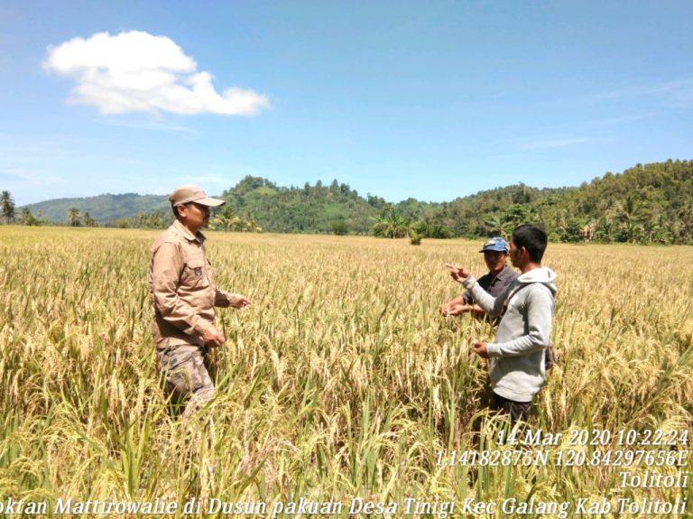 Kadistan Tolitoli Tinjau Langsung Tanaman Petani  Ke Sawah