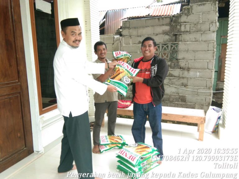 Meski Wabah Corona, Petani Tolitoli Tetap Semangat Menanam Jagung