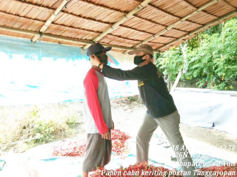 Cegah Corona, Kadistan Tolitoli Bagikan Sendiri Masker Ke Para Petani