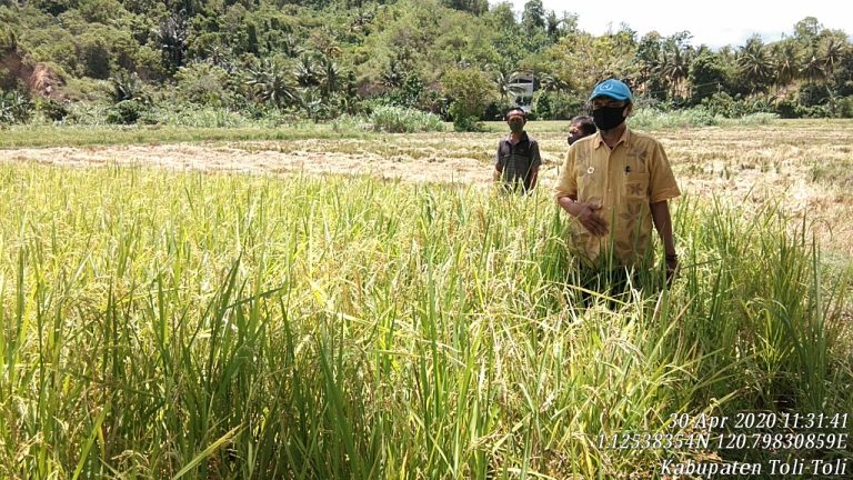 Kadis Pertanian Pastikan Ketersediaan Pangan Kabupaten Tolitoli Surplus