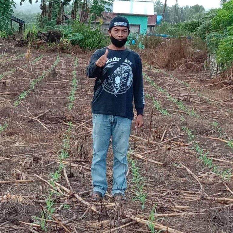 Dinas Pertanian Tolitoli Terus Manfaat Lahan Tidur Untuk Tanaman Padi