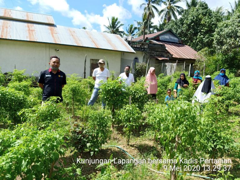Gerakan Ekonomi Masyarakat, Distan Tolitoli Terus Dorong Program Readsi