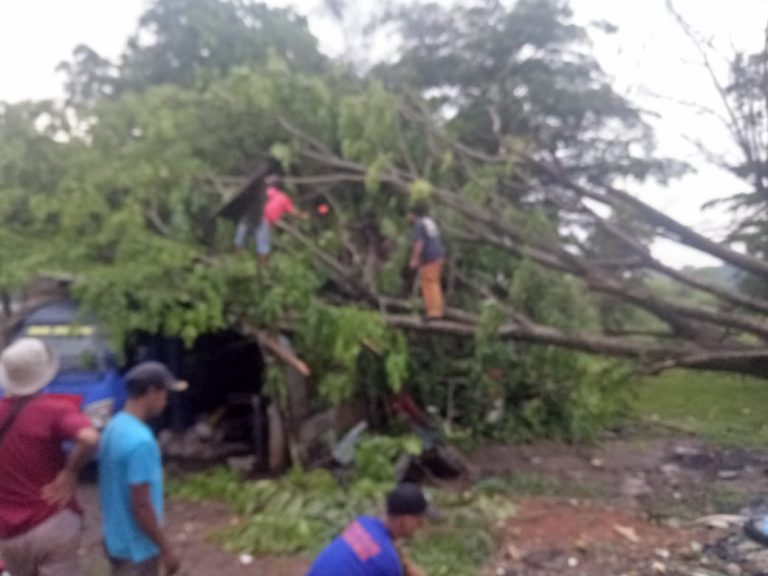 Dua Pohon di Depok Tumbang Akibat Hujan Disertai Angin