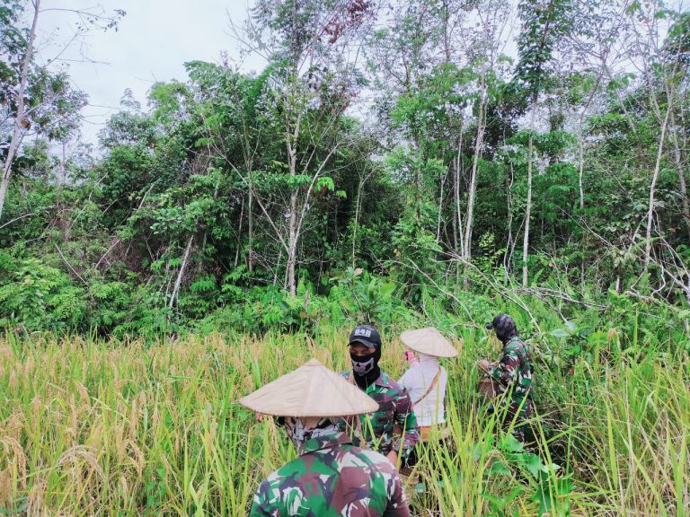 Satgas Pamtas Yonif 642/Kapuas Bantu Panen Padi Warga Sei Daun