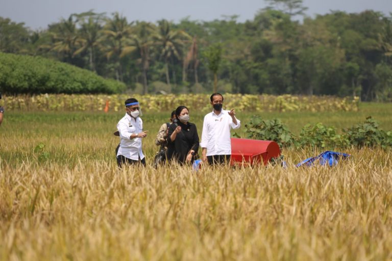 Presiden Jokowi Tinjau Panen Raya Padi di Kabupaten Malang