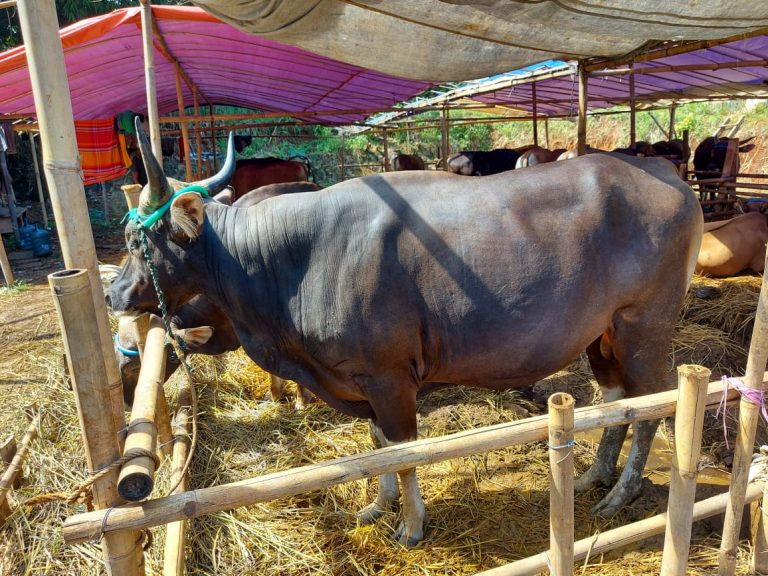 SE Soal Kegiatan Hewan Kurban, Resmi Diterbitkan Pemkot Depok