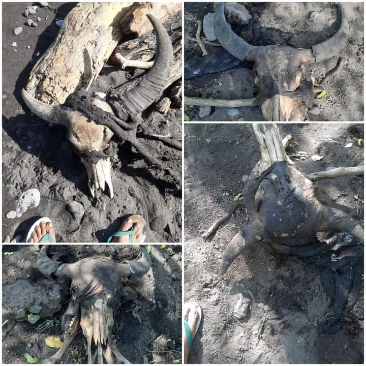 Puluhan Ternak di Pulau Sangiang Ditemukan Tinggal Kepala, Warga: Ini Murni Pencurian