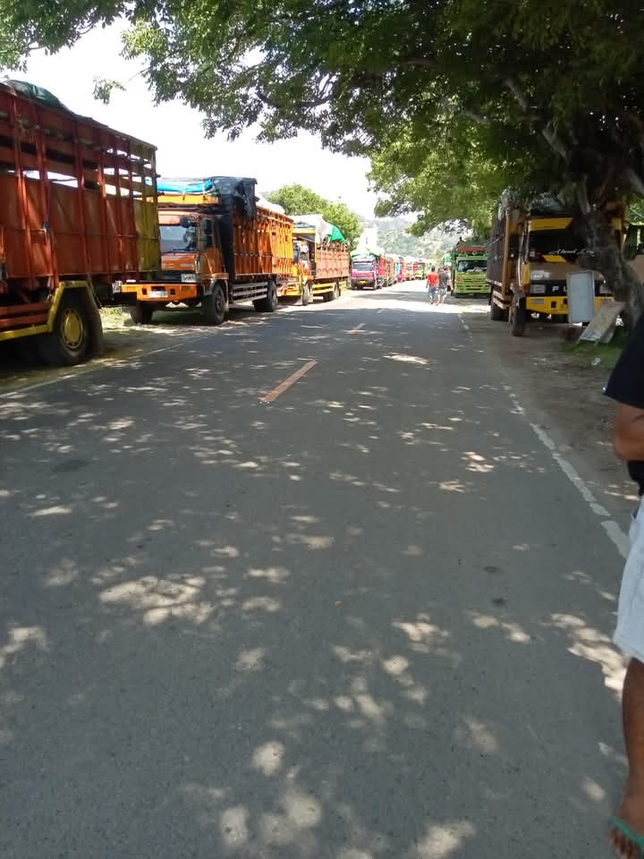 Antrian Truk Tronton Pemuat Sapi  di Poto Tano, Proses Karantina dan Sistem Online Jadi Sorotan