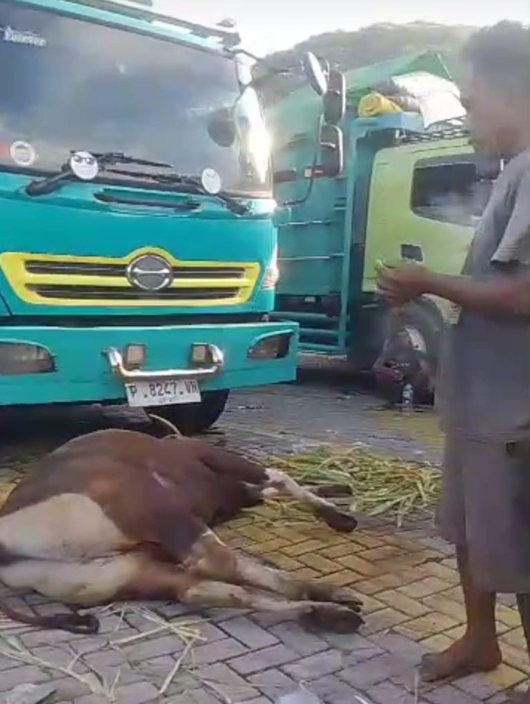 Asosiasi Peternak dan Pedagang Sapi Bima Minta Bantuan Pakan untuk Sapi yang Masih Antre di Pelabuhan