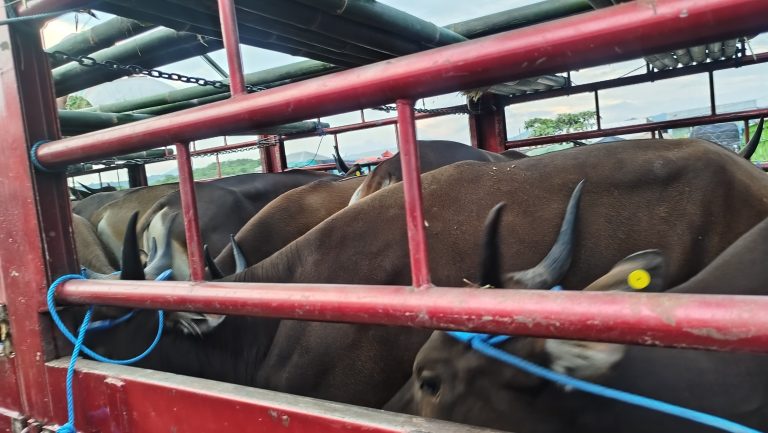 Landua Berkah Farm Tawarkan Sapi Qurban Berkualitas Asli Bima dan NTT, Gratis Perawatan dan Pengantaran!