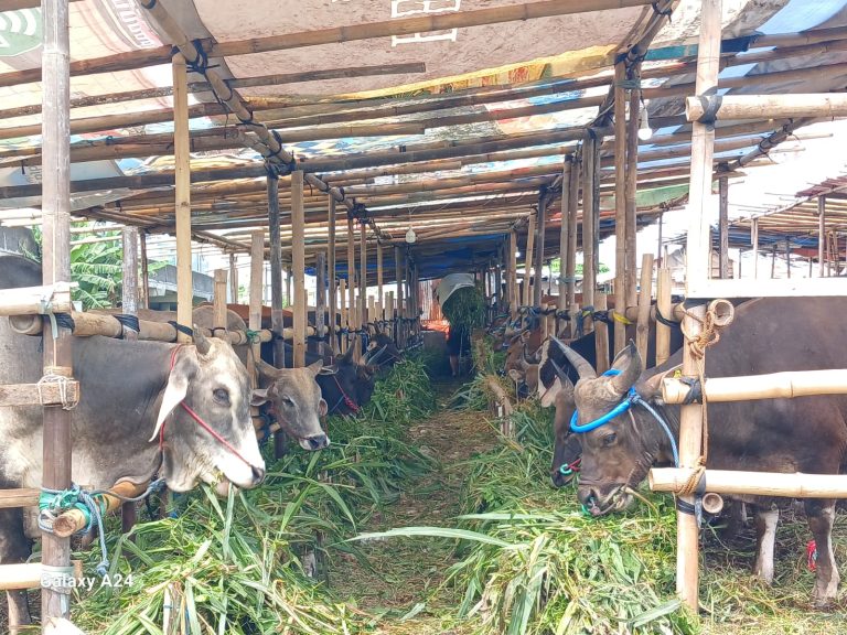 Rp570 Miliar Berputar, 26 Ribu Ekor Sapi Bima-Dompu Ludes Terjual
