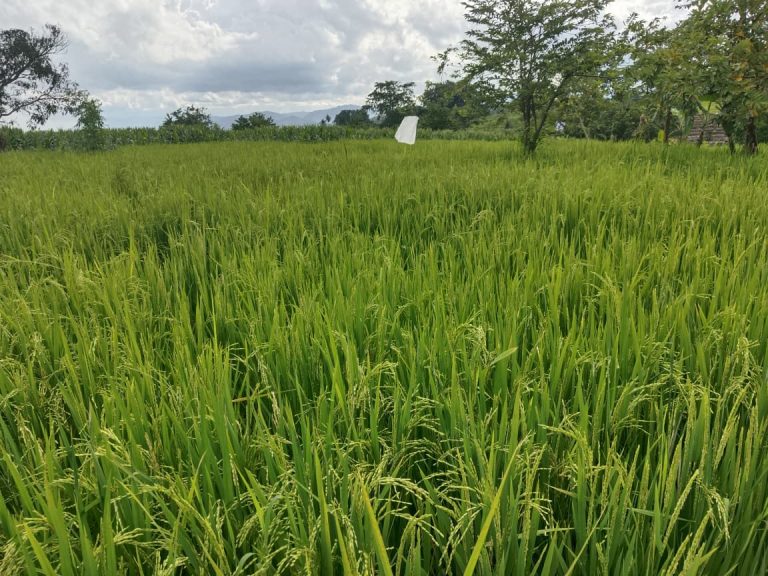 Petani di So Tonda Terancam Gagal Panen Akibat Kekeringan