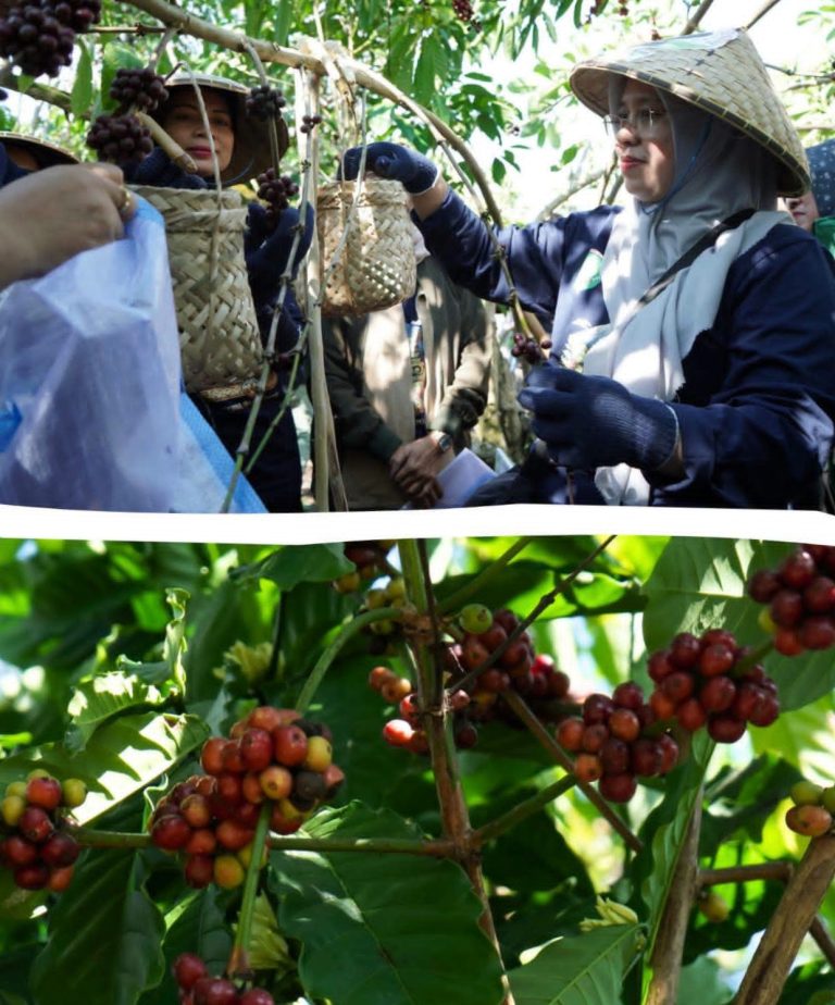 Bupati Jarot Targetkan Kopi Batulanteh Jadi Ikon Sumbawa