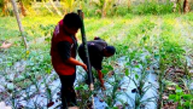 KKN UMMAT Ciptakan Alat Penabur Pupuk untuk Petani Lendang Nangka Utara